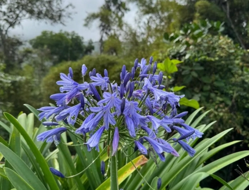 Medicinal & endemics plants tour in Colombia